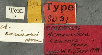 Media type: image;   Entomology 8031 Aspect: labels